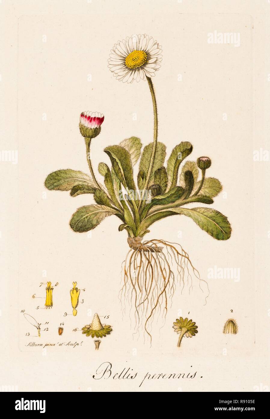 Bellis perennis, (Daisy), c1770-1790. Creator: William Kilburn. Stock Photo