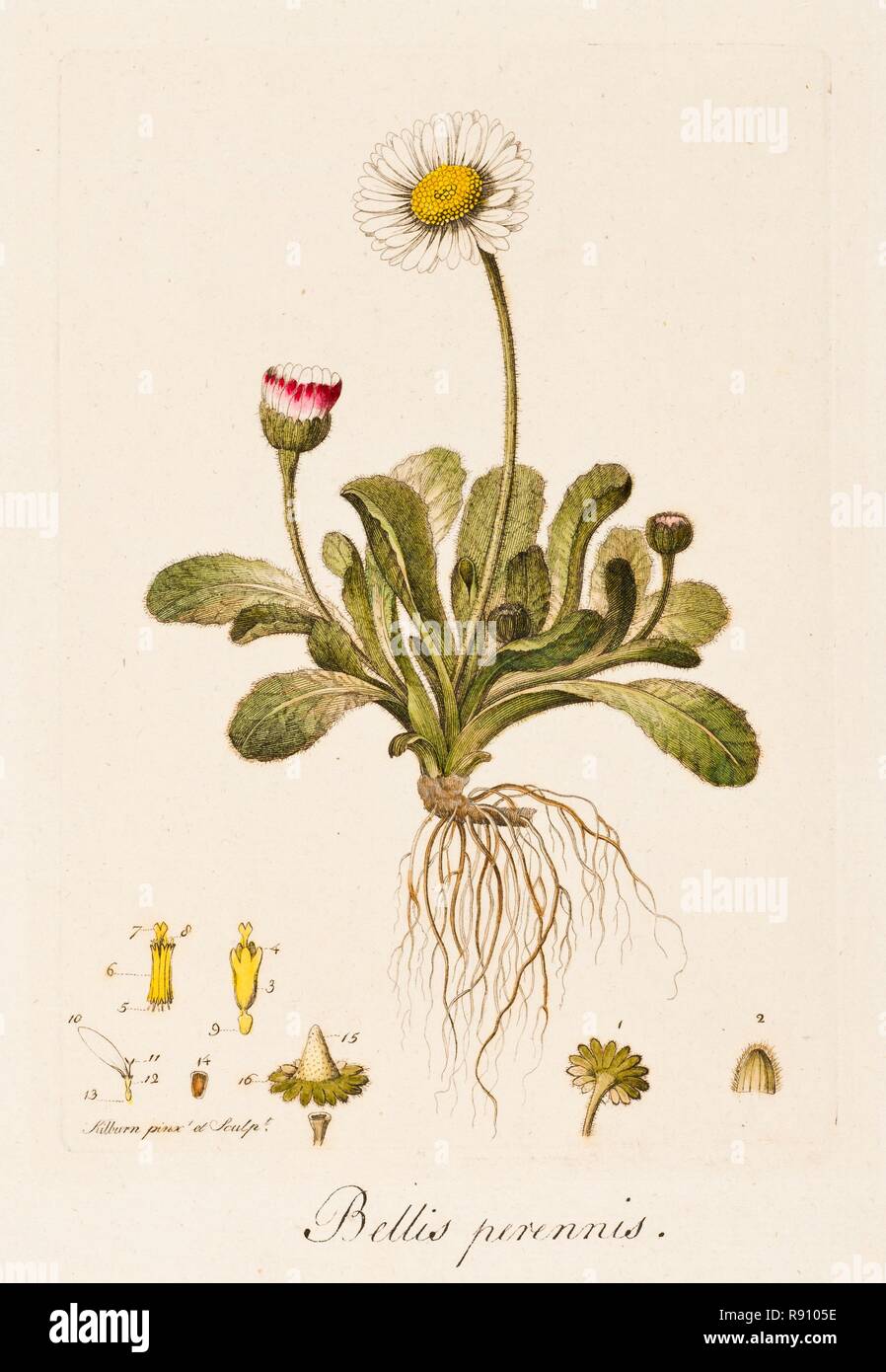 Bellis Perennis Daisy C1770 1790 Creator William Kilburn Stock Photo Alamy Bellis Perennis Daisy C1770 1790 Creator William Kilburn Stock Photo Alamy