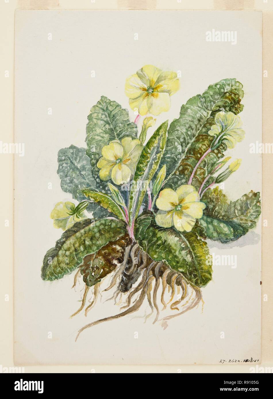 Primula vulgaris Huds (Primrose), c1920s. Creator: EF Crowley. Stock Photo