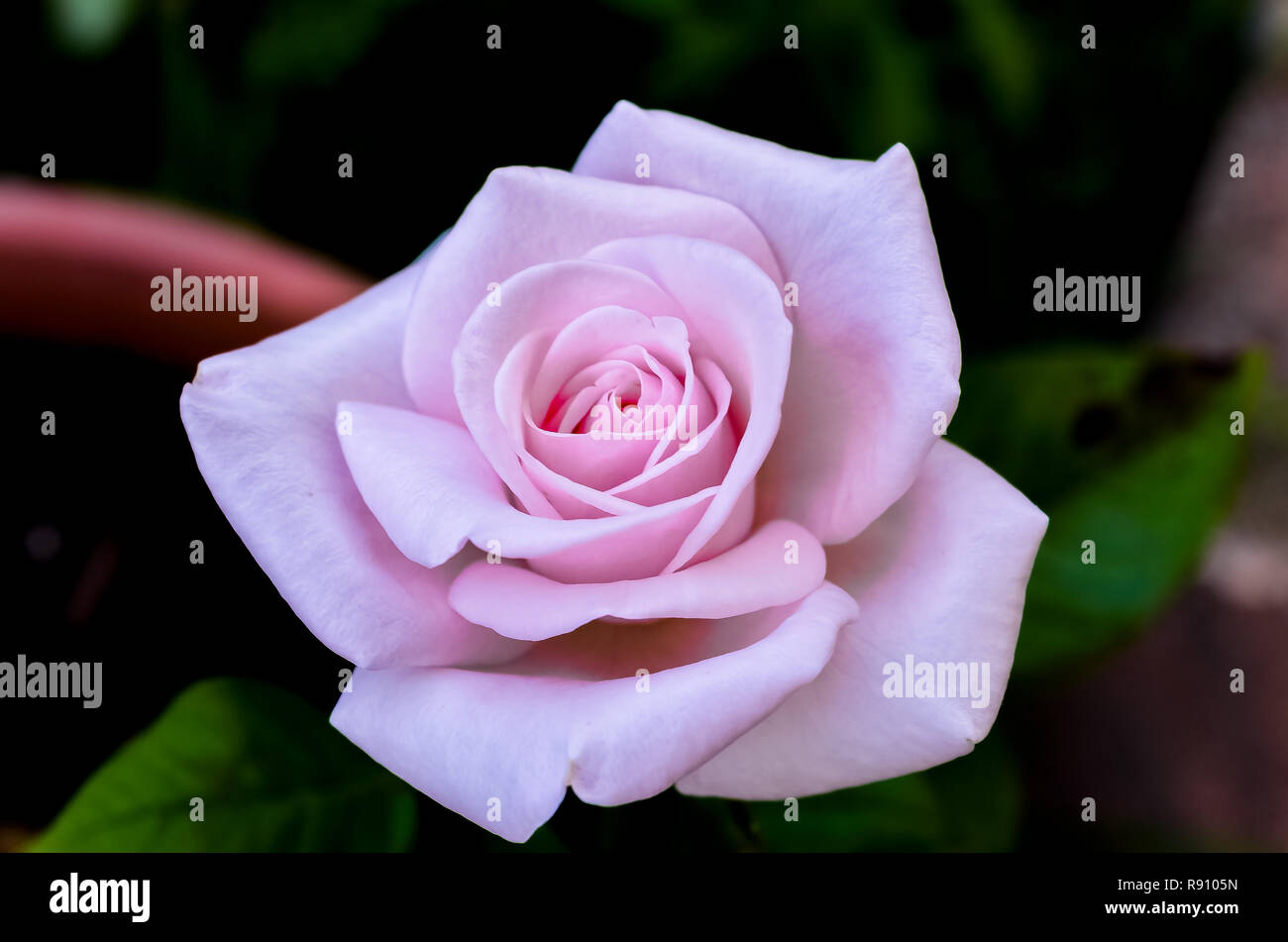 Beautiful rose bloom in summer Stock Photo Alamy