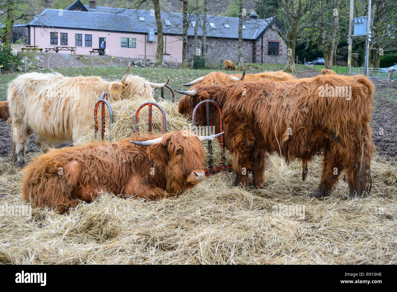 Highland Cattle at the Torridon Hotel, Applecross Peninsula, Wester Ross, Highland Region, Scotland Stock Photo