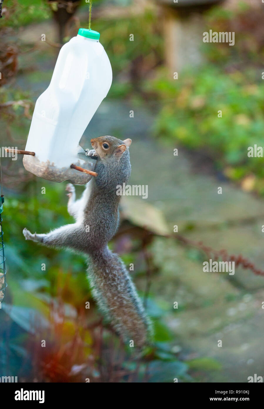 Homemade Bird Feeder Stock Photos Homemade Bird Feeder Stock