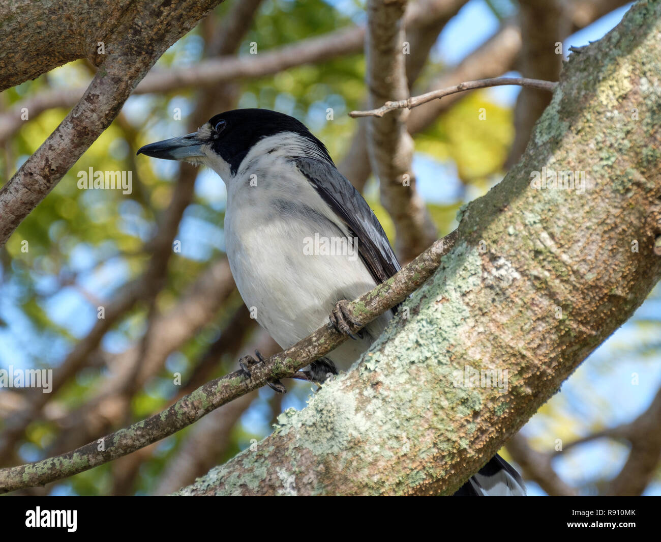 Butcher Bird Stock Photo