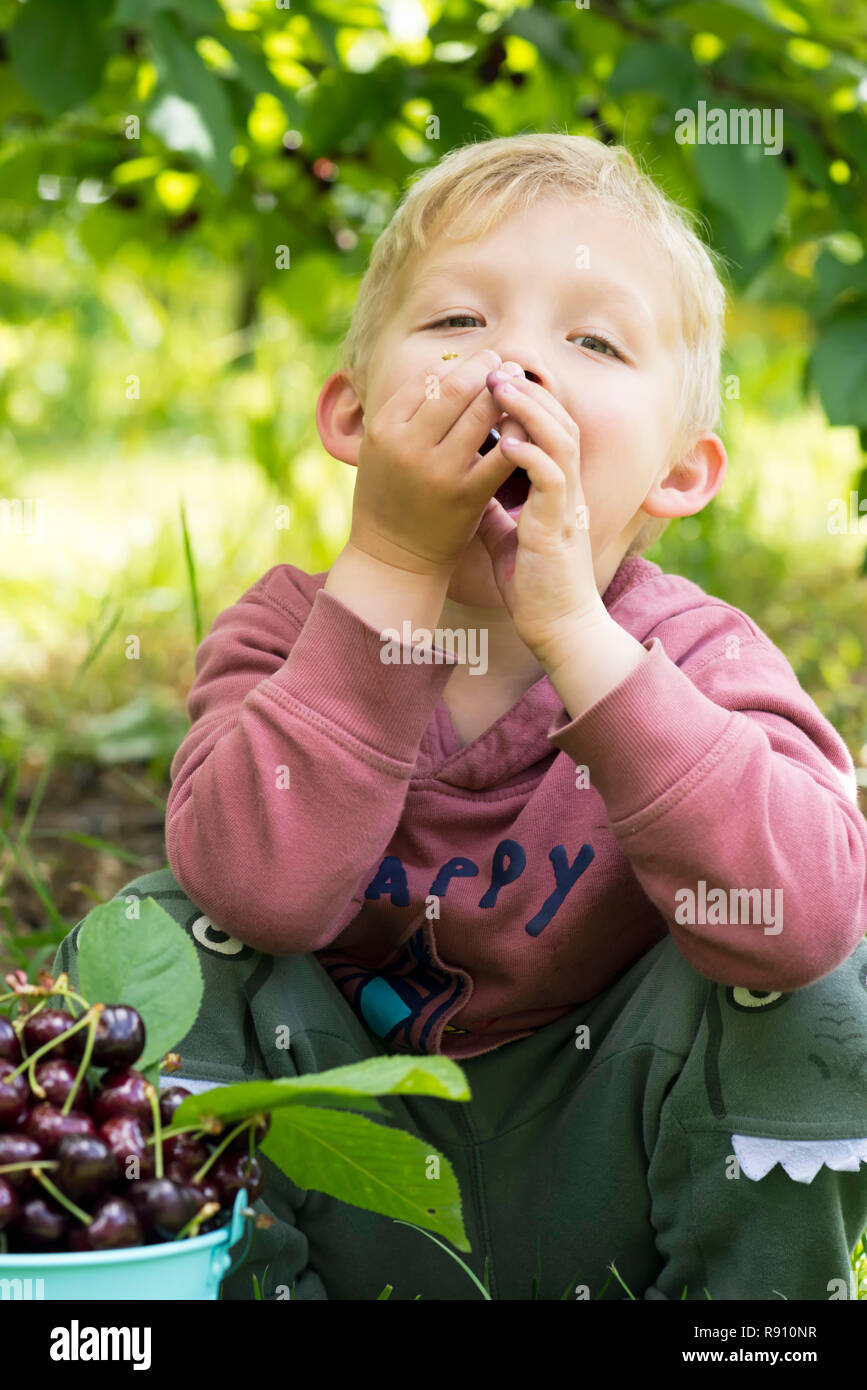 A closeup photo of a boy eating cherries from the bucket Stock Photo
