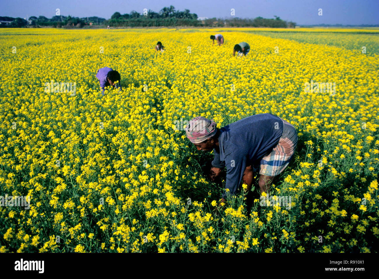 people working in mustard field, India Stock Photo Alamy