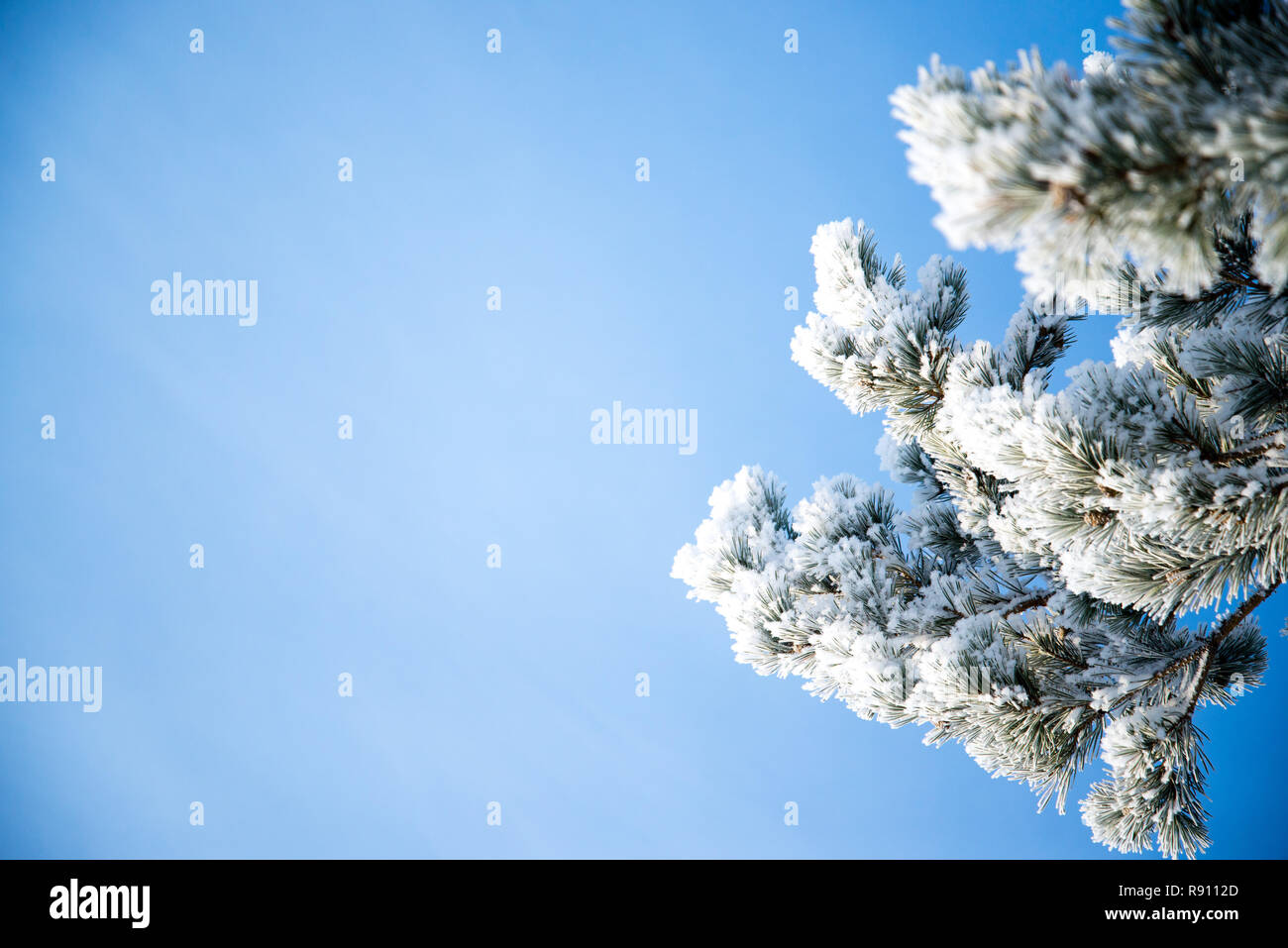 Snow frosted tree branches hi-res stock photography and images - Alamy