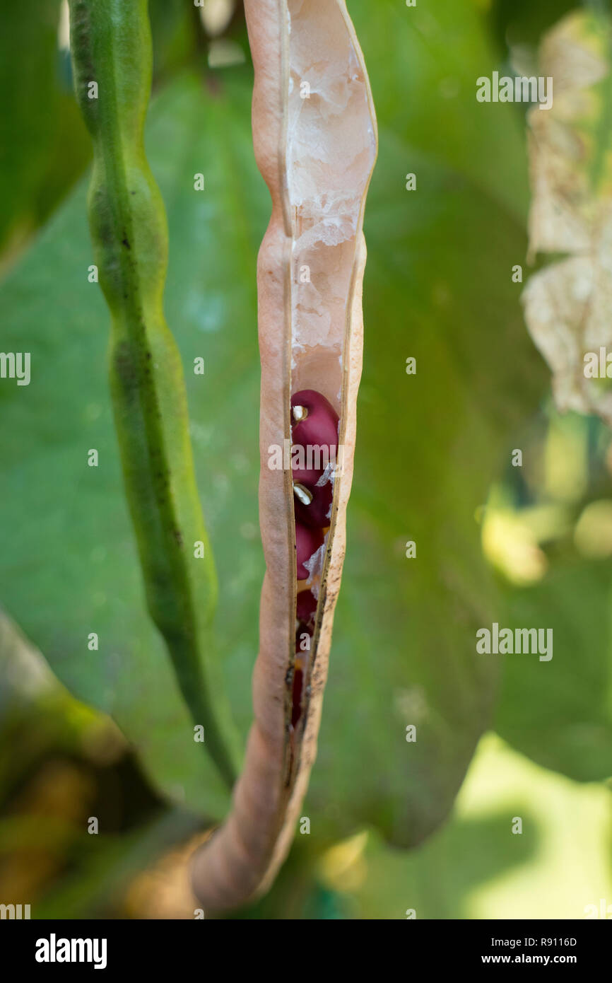 Adzuki beans growing in the pod in the garden Stock Photo