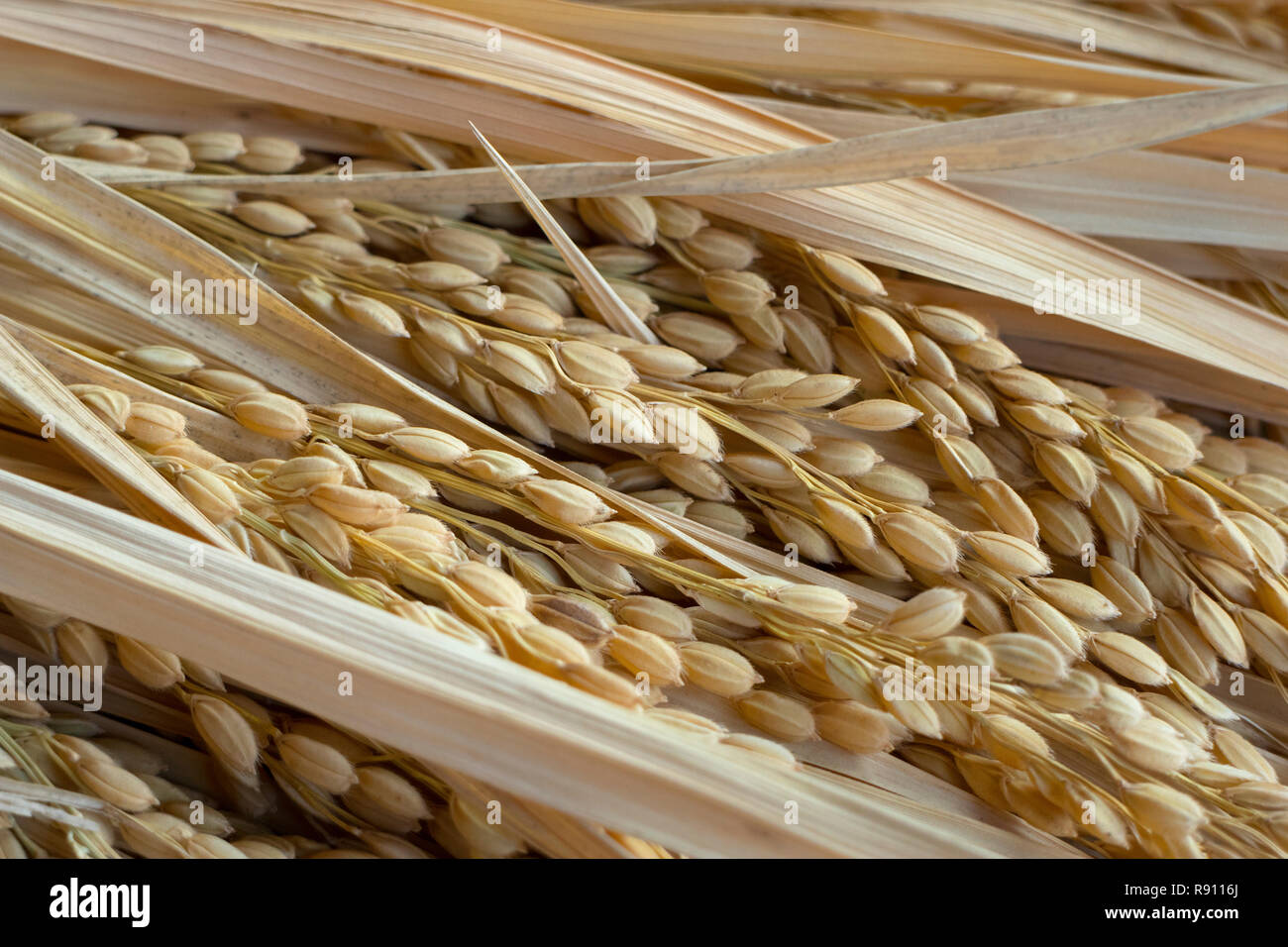 Drying ripe rice ears close up Stock Photo