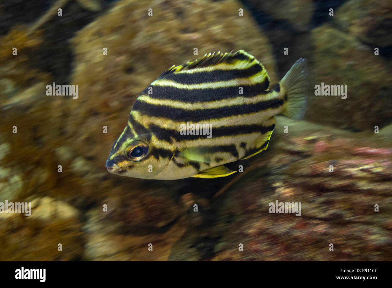 Swimming tropical Stripey in an aquarium underwater Stock Photo