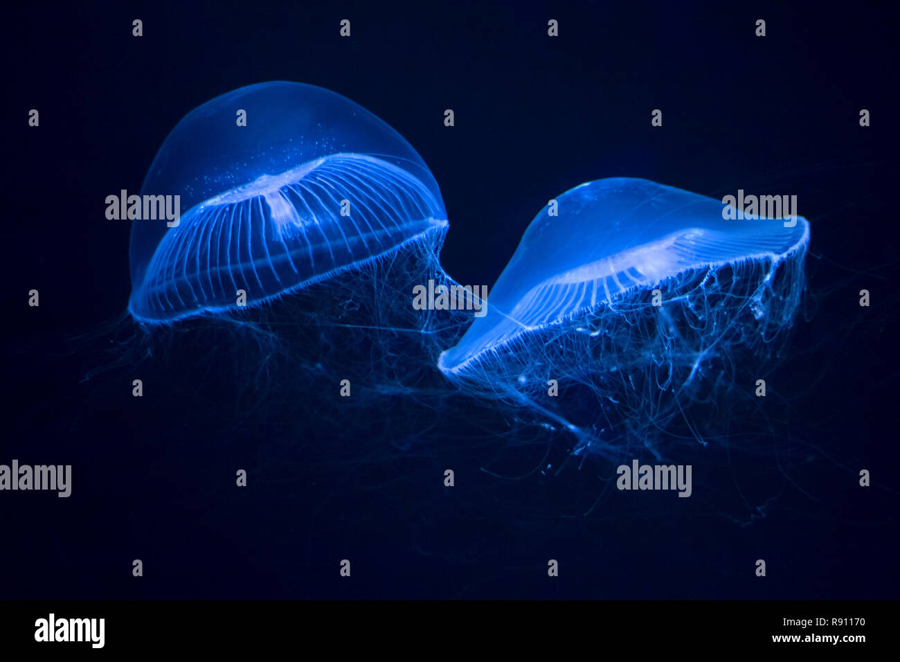 Swimming crystal jelly in an aquarium Stock Photo