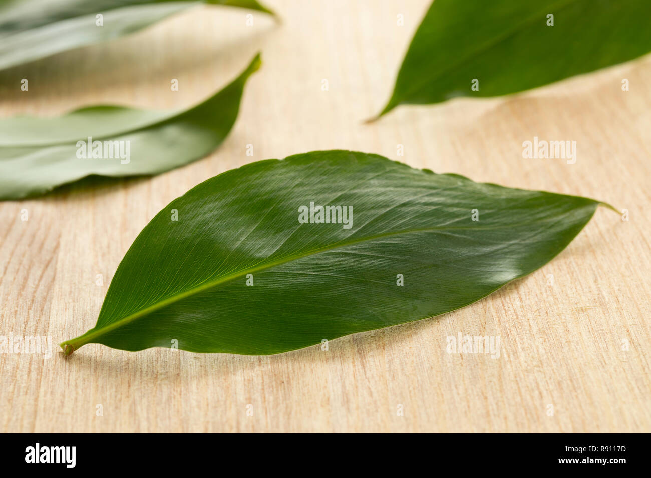 Cardamom leaf plant hi-res stock photography and images - Alamy
