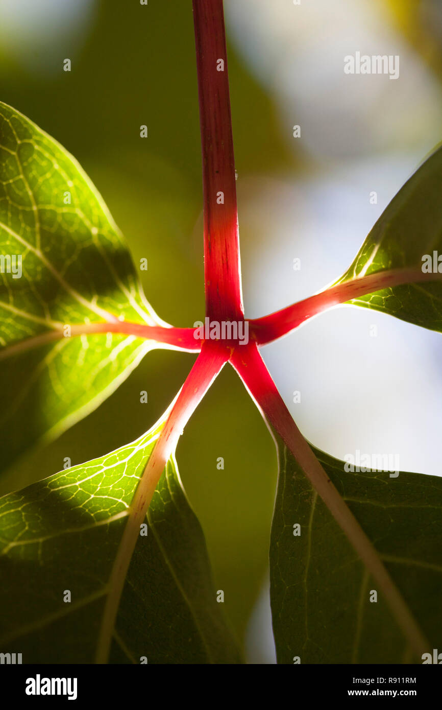 Virginia Creeper Ivy Vine's leaves Stock Photo Alamy
