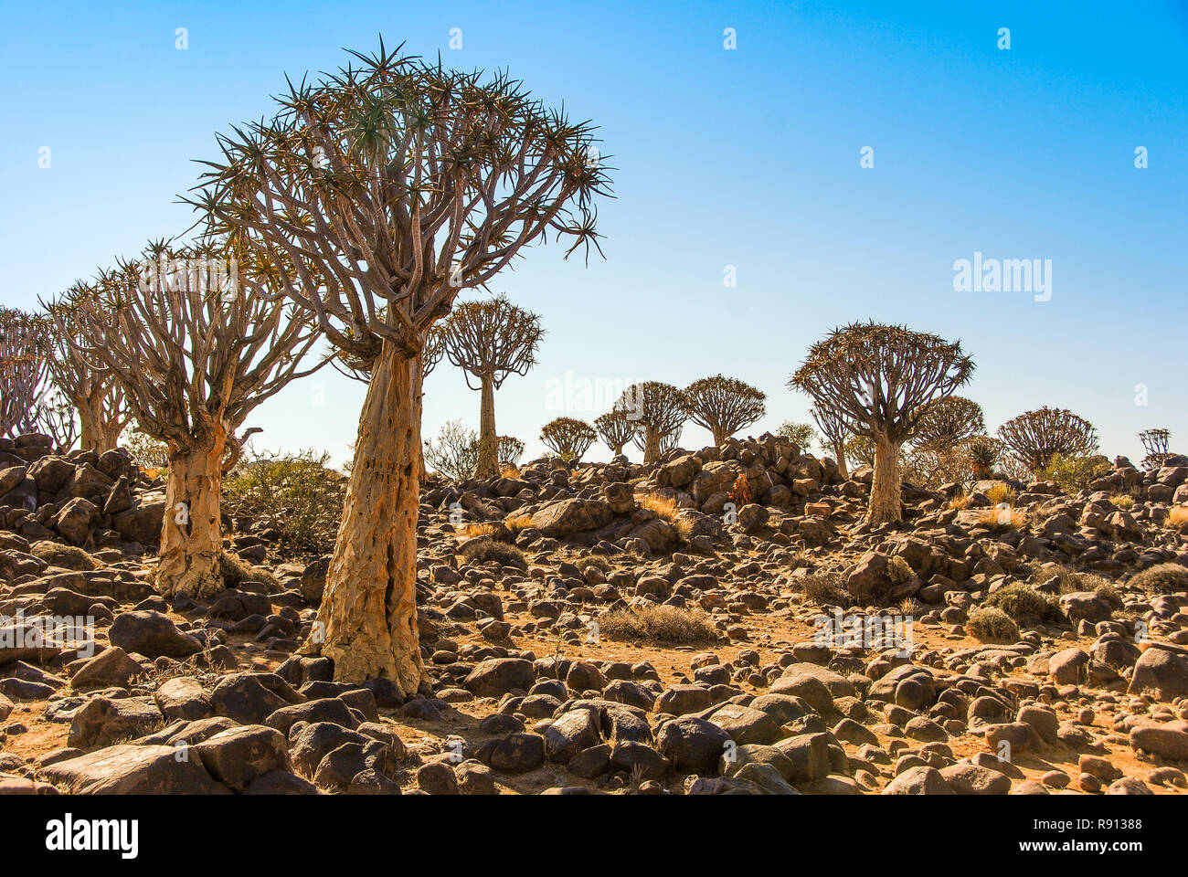 Quiver Tree Forest (Aloe Aloidendron dichotoma) or kokerboom or Köcherbaumwald near Keetmanshoop in Namibia, Africa Stock Photo