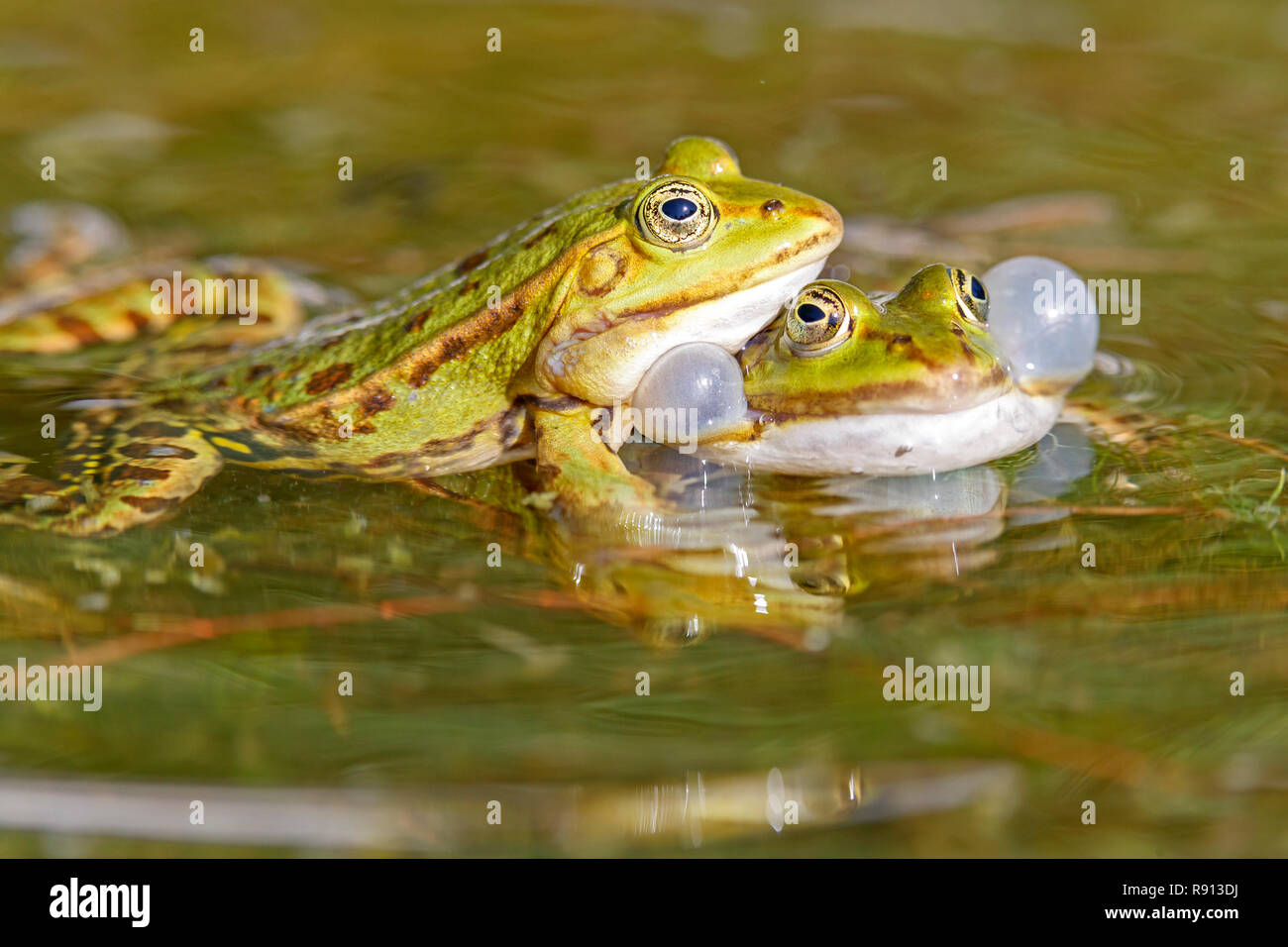 Frog sound hi-res stock photography and images - Alamy