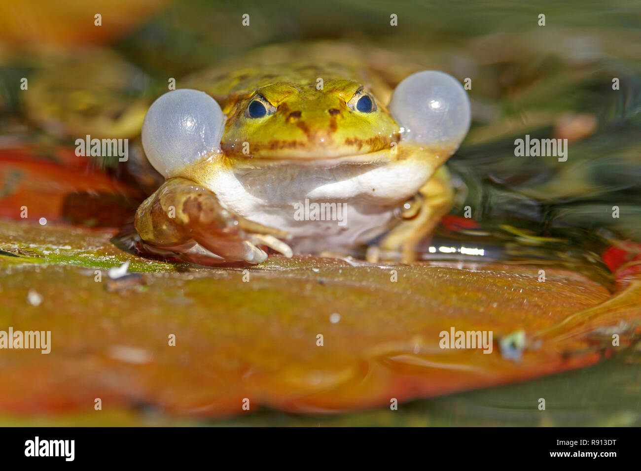 Frog sound hi-res stock photography and images - Alamy