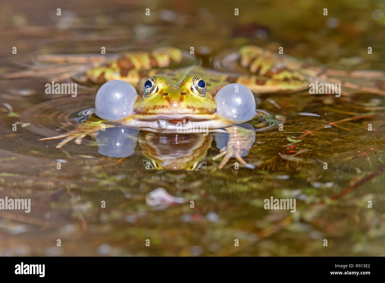 Frog sound hi-res stock photography and images - Alamy