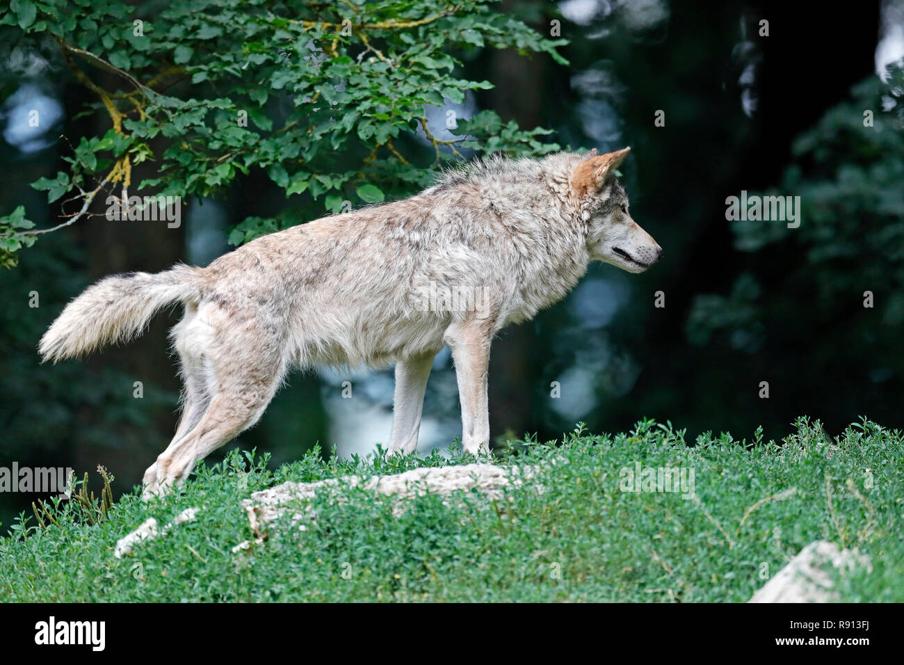 eastern timber wolf (Canis lupus lycaon) stand on a meadow, captive Stock Photo