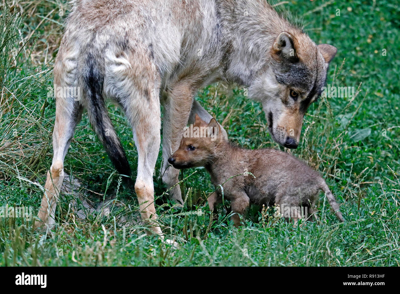 eastern timber wolf (Canis lupus lycaon) with a pup, captive Stock Photo