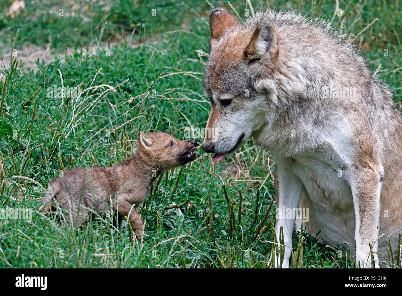 eastern timber wolf (Canis lupus lycaon) with a pup, captive Stock Photo