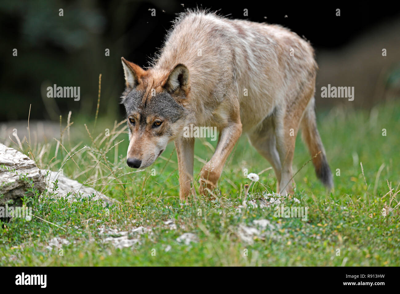 eastern timber wolf (Canis lupus lycaon) stand on a meadow, captive ...