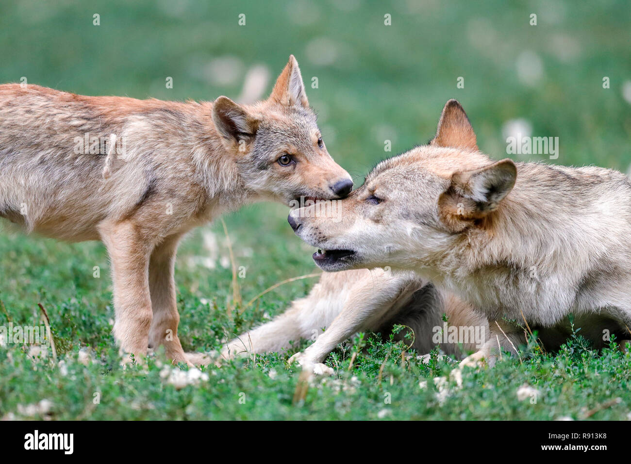 Timber wolf, (Canis lupus lycaon), puppy,  captive Stock Photo