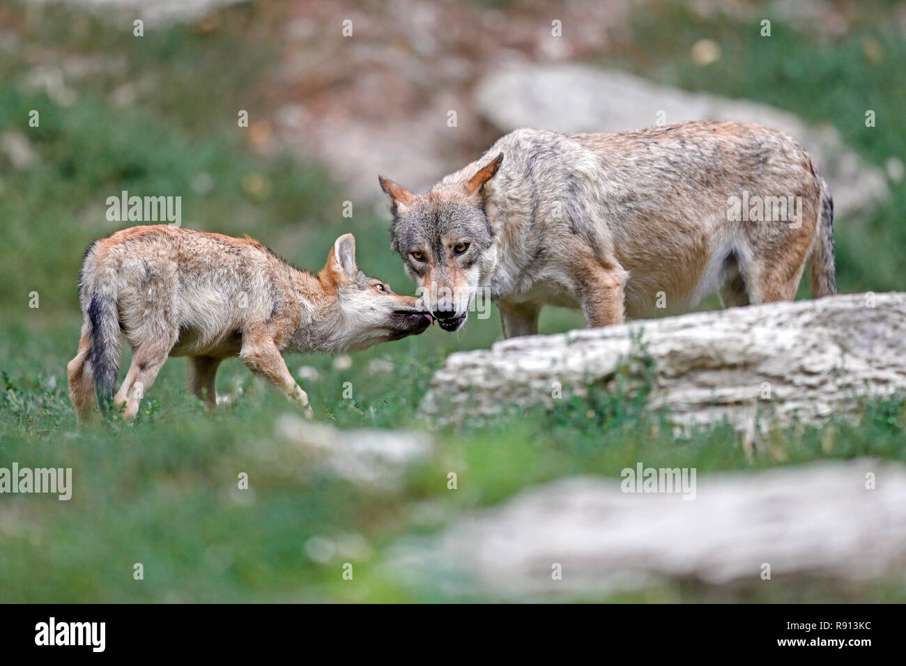 Timber wolf, (Canis lupus lycaon), puppy,  captive Stock Photo