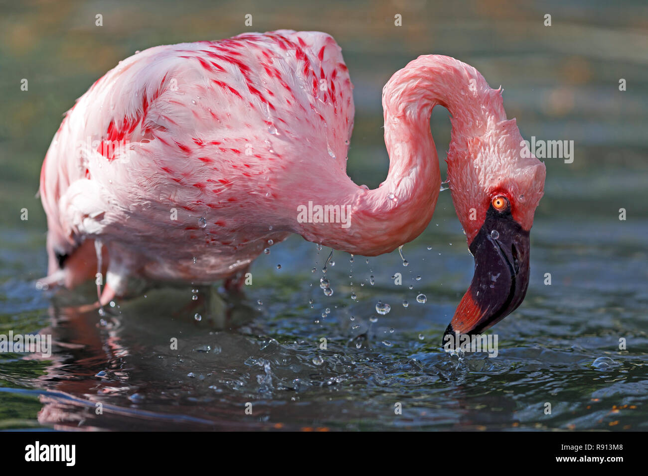 Lesser flamingo (Phoenicopterus minor) in a pond, captive, Germany Stock Photo