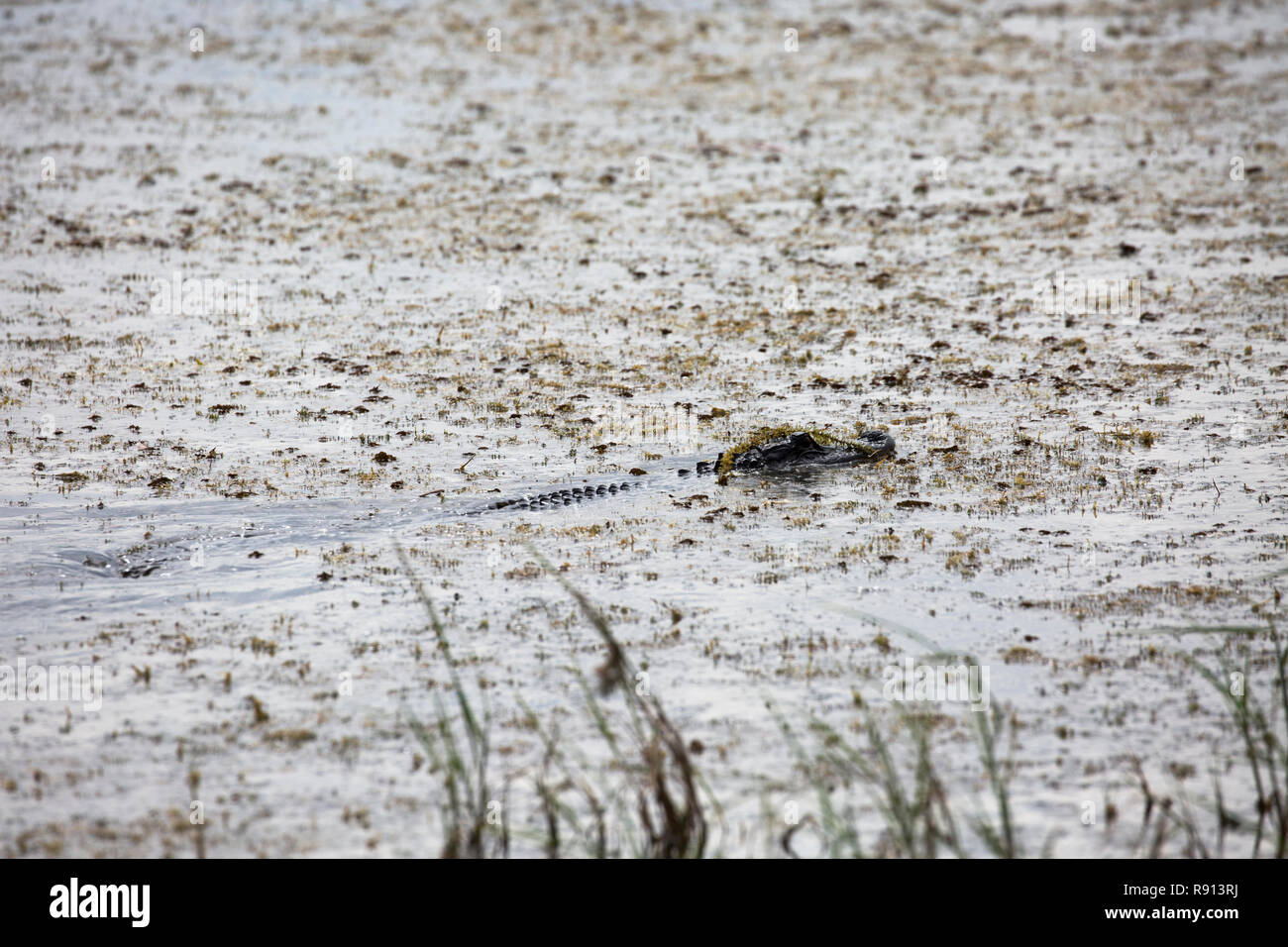 Alligator Swimming, Lake Tohopekaliga, Florida, USA Stock Photo Alamy