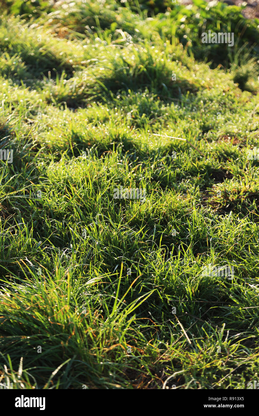 Grass with Morning Dew Stock Photo Alamy
