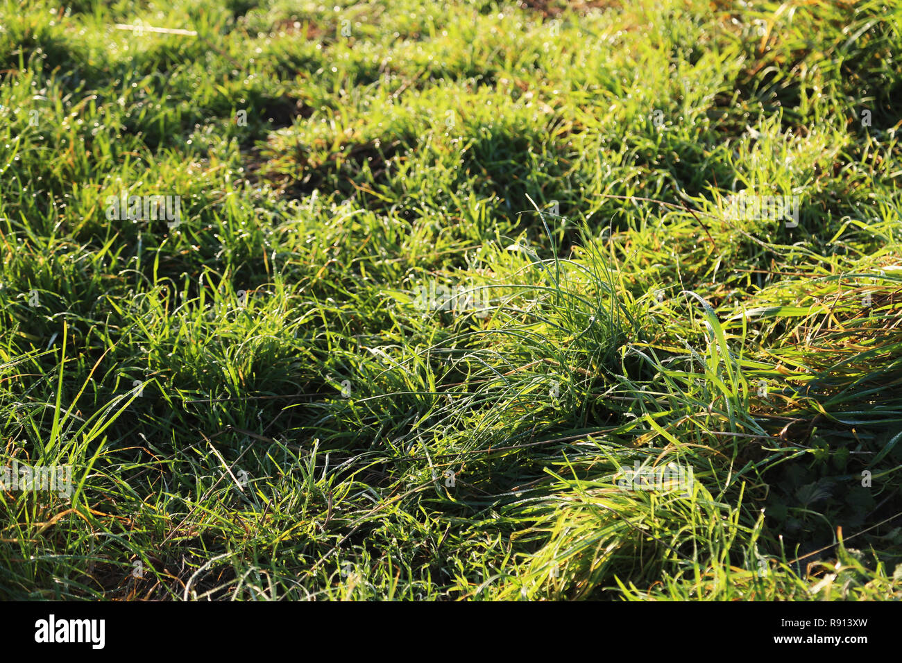 Grass with Morning Dew Stock Photo