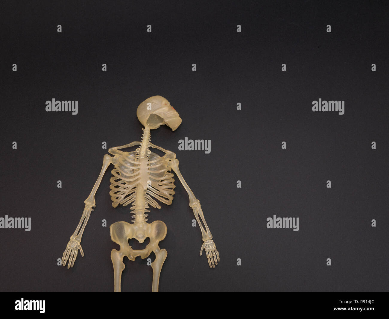 human body skeleton toy on dark black background with copy space on the