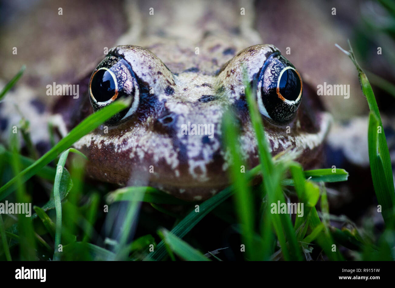 A common frog in a UK garden Stock Photo