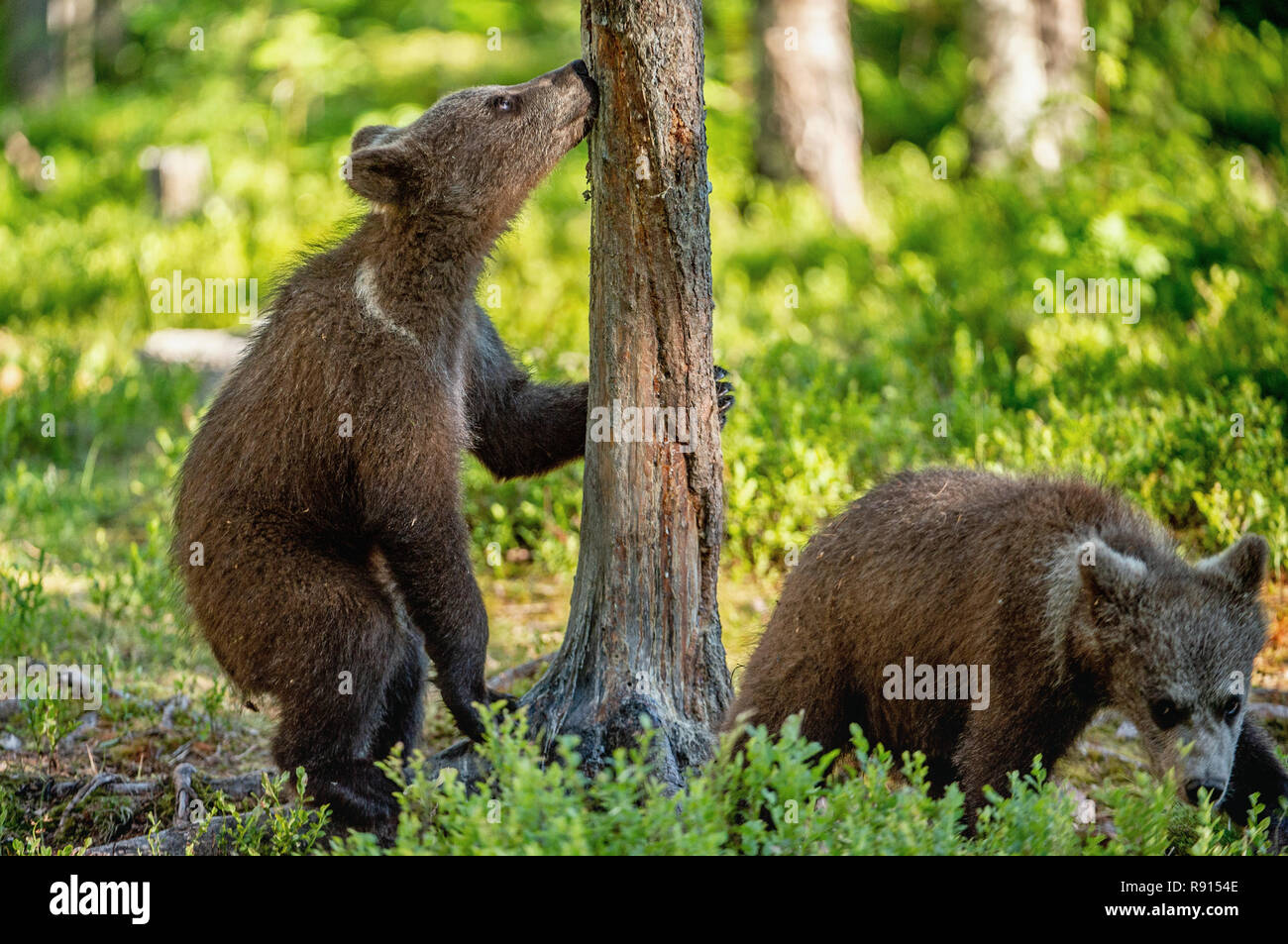 Brown bear cub climbs a tree. Natural habitat. In Summer forest ...