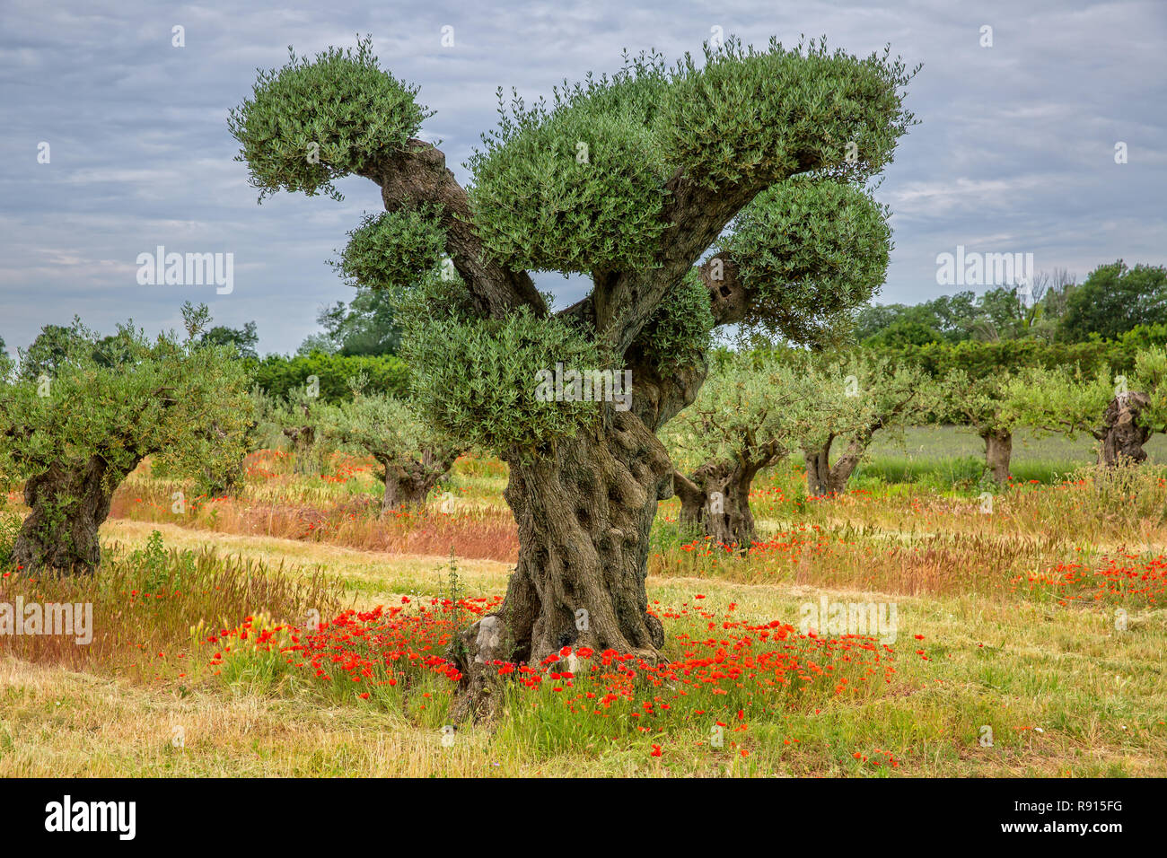 Olive trees with poppies. Very old olive trees with bright red poppies, Provence, Luberon, Vaucluse, France Stock Photo