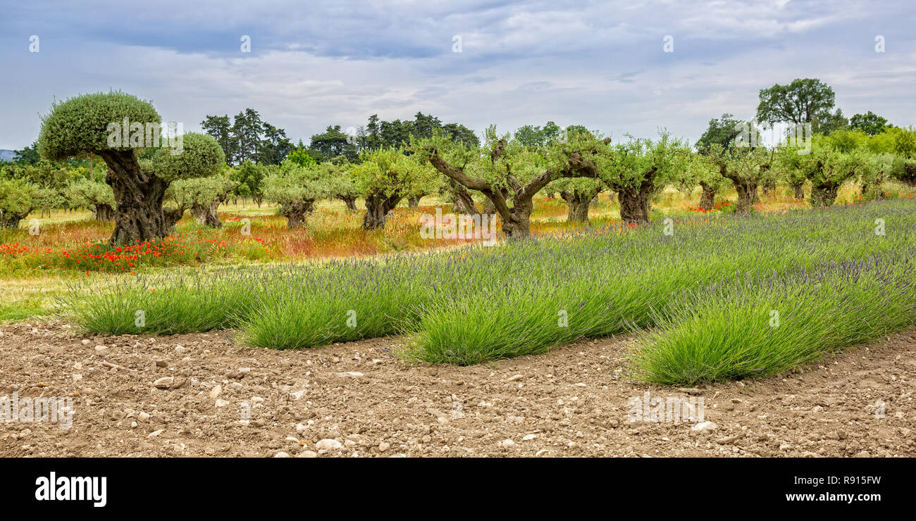 Mediterranean garden in Provence. Olive trees, poppies and lavender field, Provence, Luberon, Vaucluse, France Stock Photo