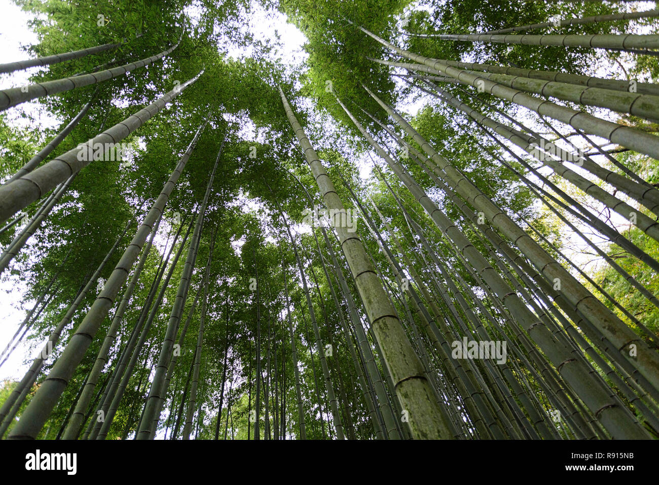 View on bamboo forest, Japan, Asia Stock Photo