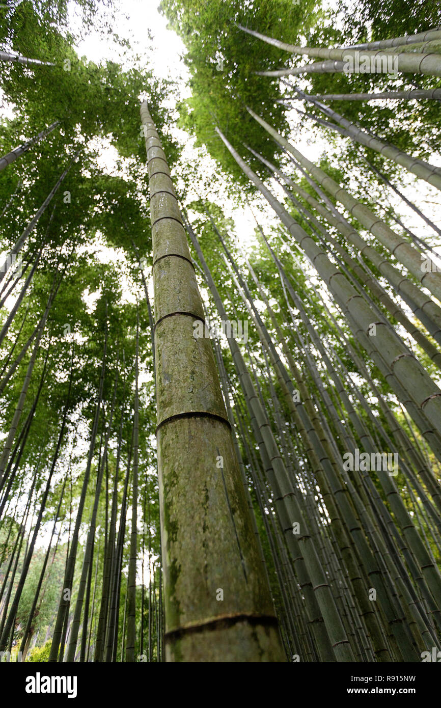 View on bamboo forest, Japan, Asia Stock Photo
