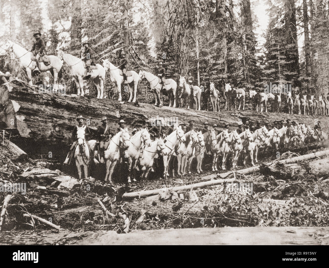 A troop of United States Cavalry posing on and alongside of a fallen redwood tree, California, United States of America, c. 1915.  From Wonderful California, published 1915. Stock Photo