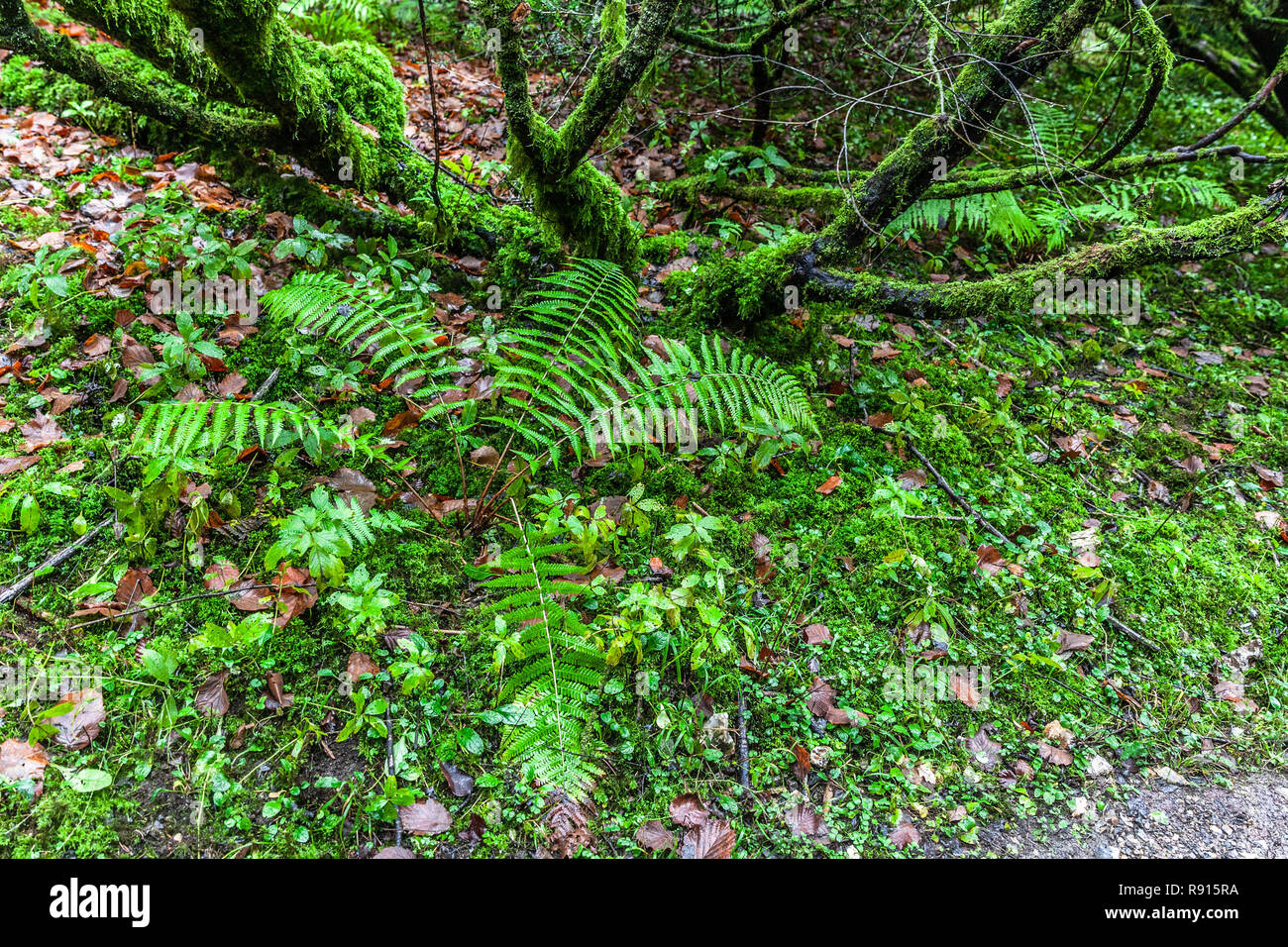 Surrey Hills vegetation, Surrey, England, UK. Stock Photo