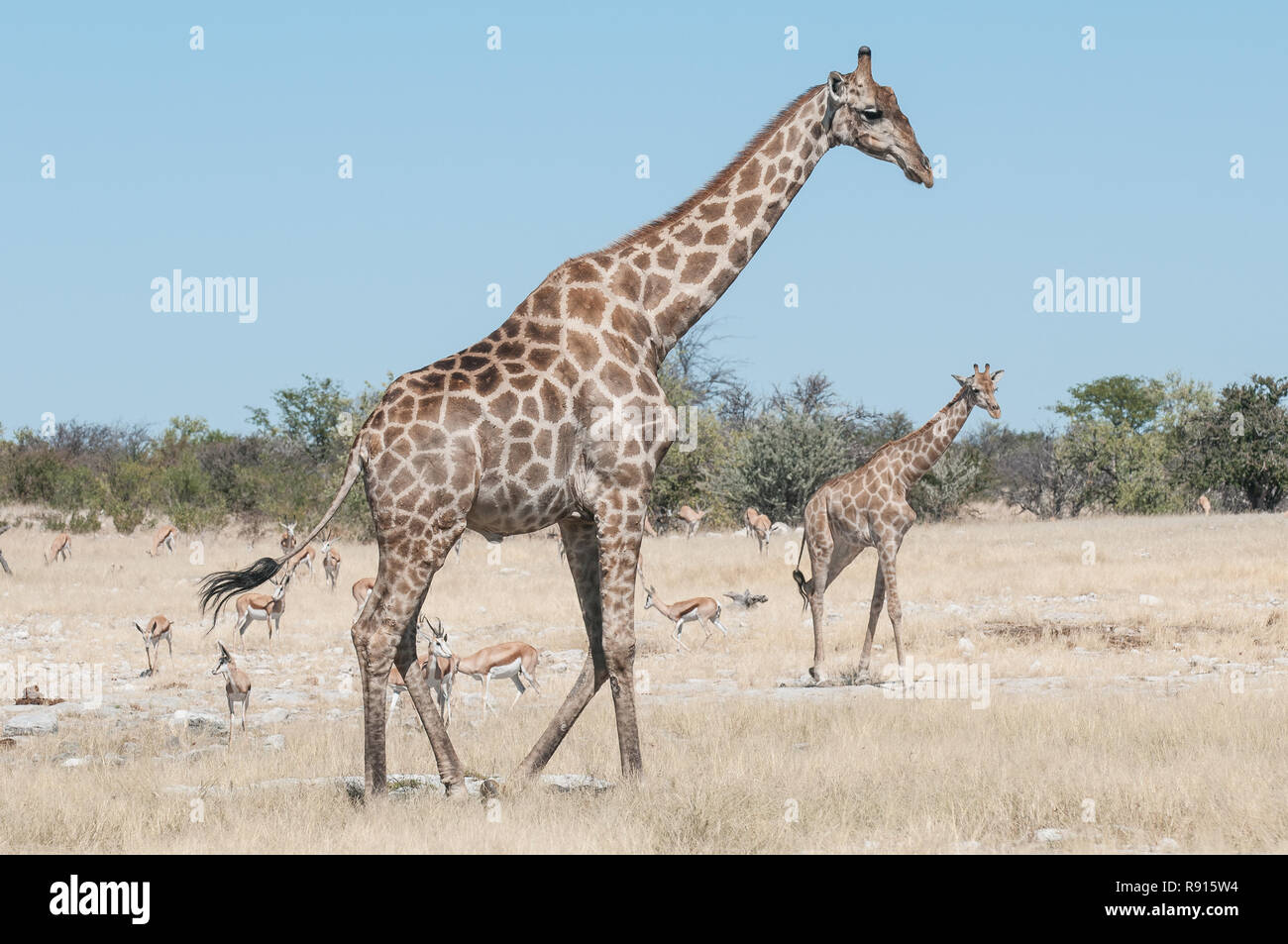 Giraffes in landscape Stock Photo