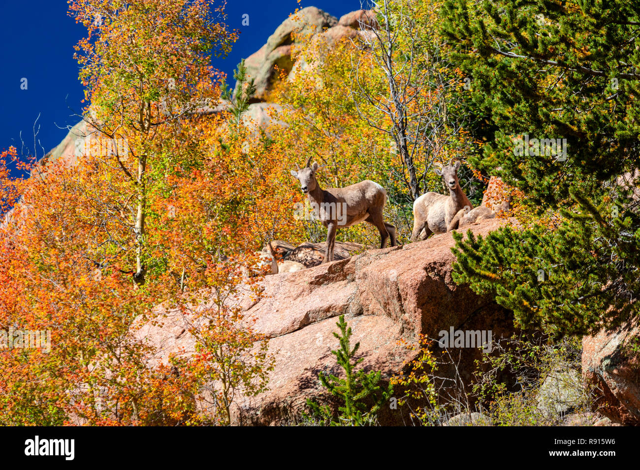 Bighorn sheep in the Colorado autumn foliage Stock Photo - Alamy