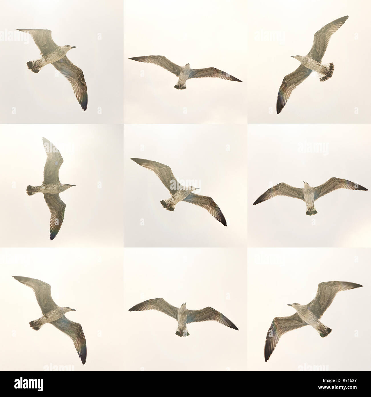 set of different flying seagulls Stock Photo Alamy