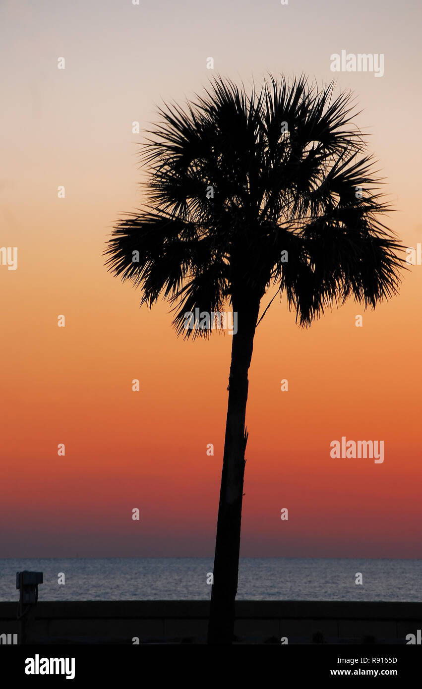 One palm tree sunset hi-res stock photography and images - Alamy