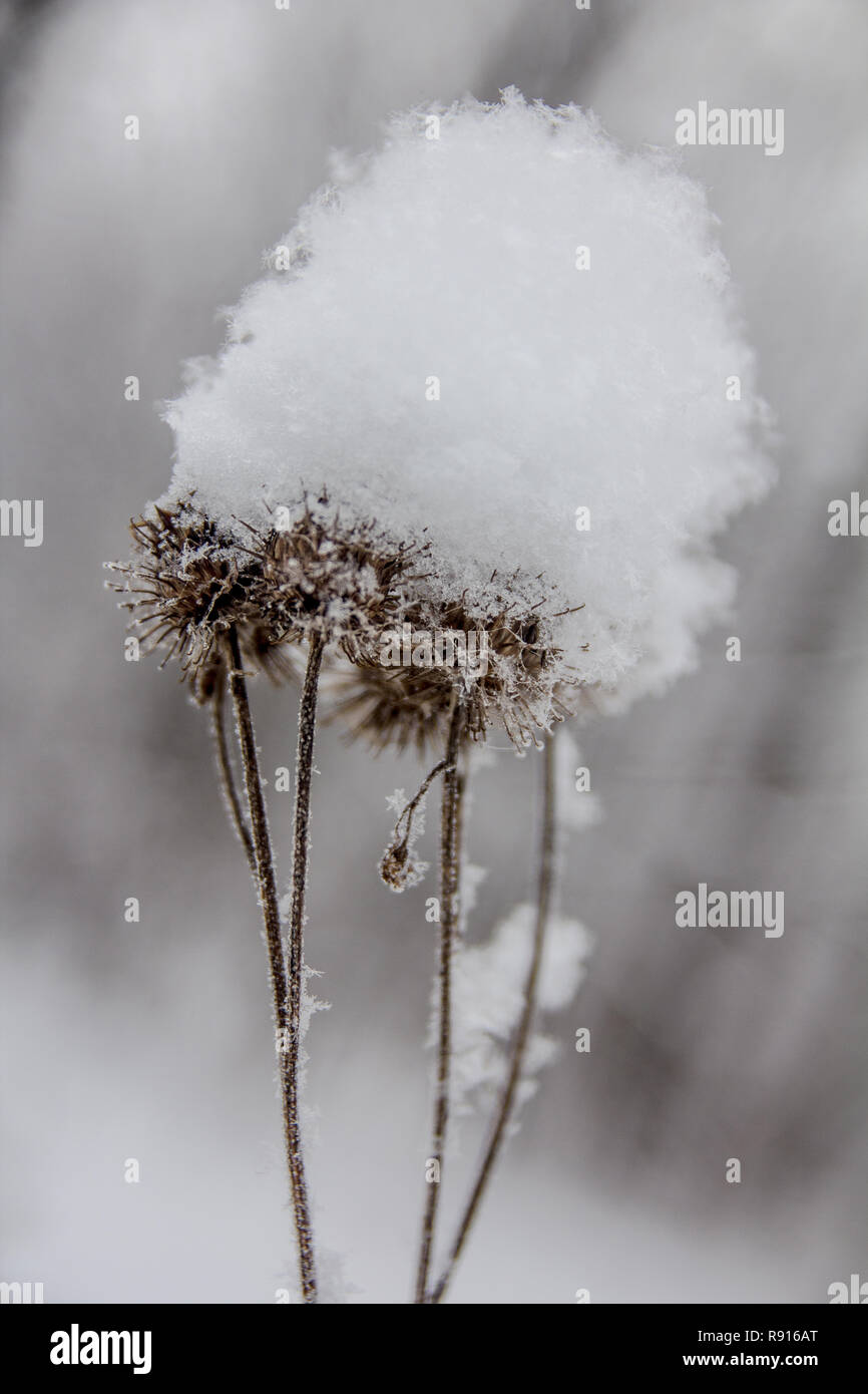 Thistle heads covered with snow Stock Photo