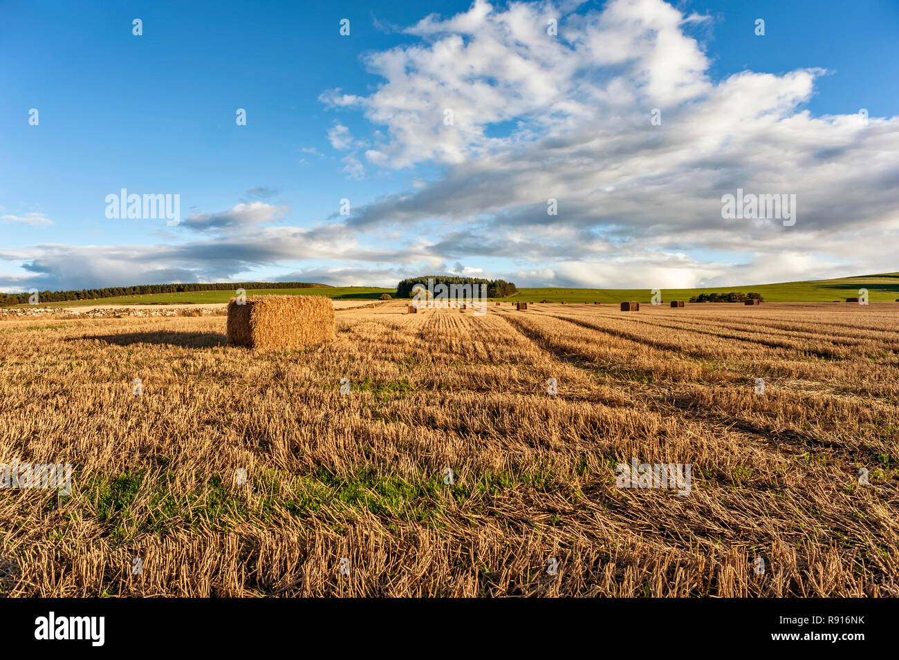 Rectangular straw bale in harvested field against a bright blue cloudy sky with distant background  trees Stock Photo