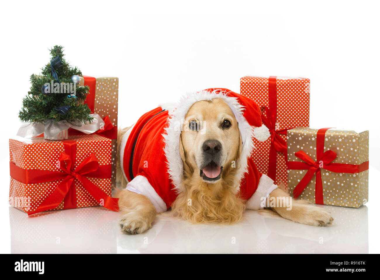 Christmas dog isolated on white Stock Photo - Alamy