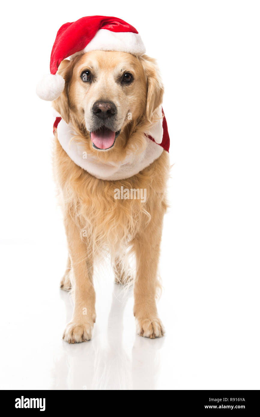 Christmas dog isolated on white Stock Photo - Alamy