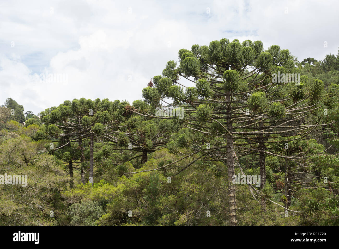 Brazilian pine (Araucaria angustifolia), a.k.a.  parana pine (pinheiro brasileiro, pinheiro do parana), treetop, Campos do Jordao, SP, Brazil Stock Photo