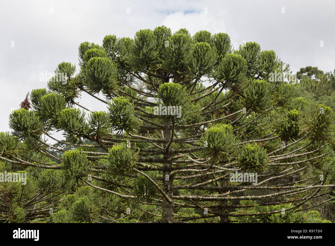 Brazilian pine (Araucaria angustifolia), a.k.a.  parana pine (pinheiro brasileiro, pinheiro do parana), treetop, Campos do Jordao, SP, Brazil Stock Photo