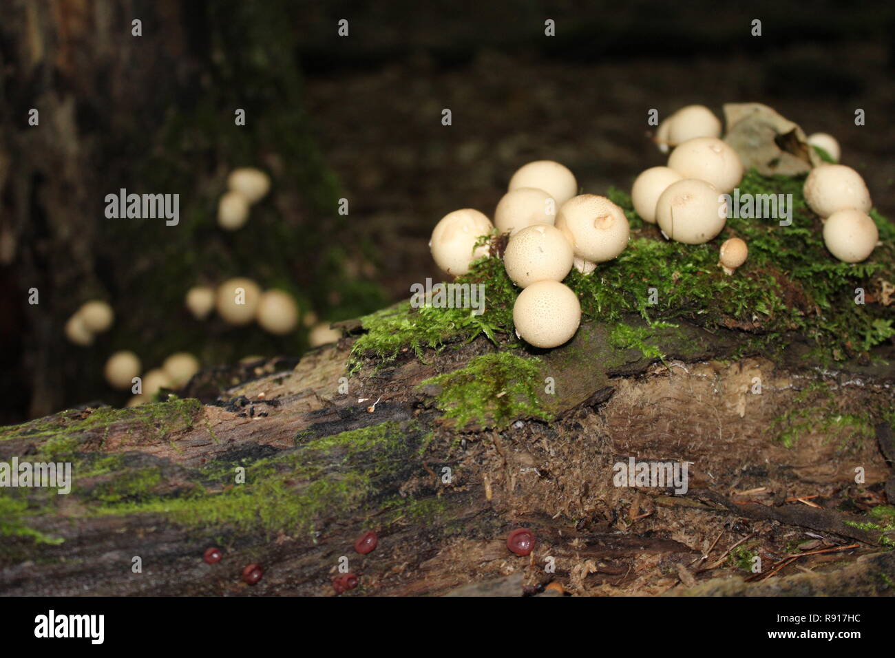 Groups of mushrooms attached to a fallen tree trunk in the forest on the Mount Saint-Hilaire in the province of Quebec, Canada. Stock Photo